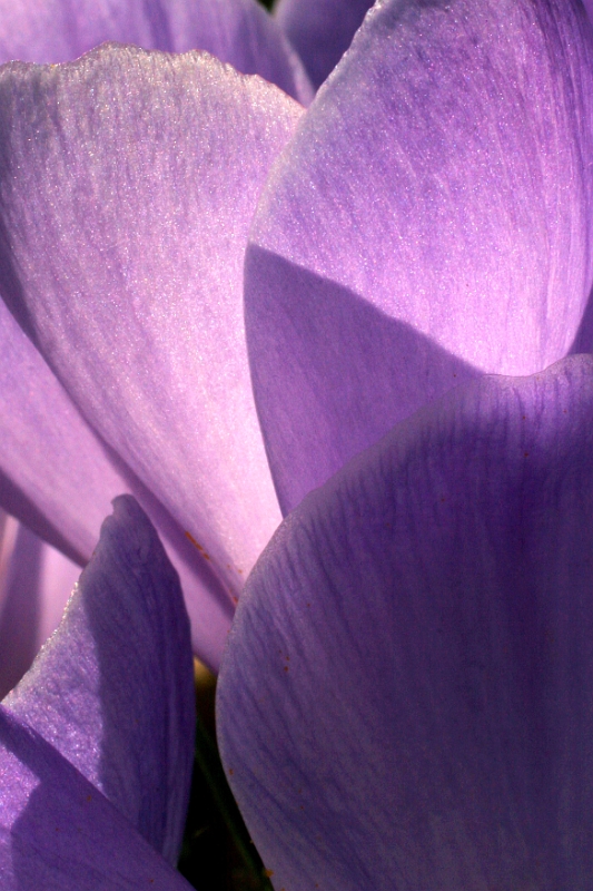 Crocus 1 